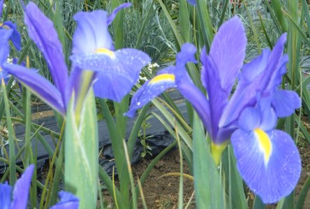 fleurs